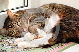 Mackerel tabby cat on the windowsill at morning