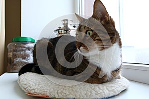 Mackerel tabby domestic cat on windowsill