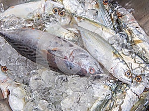 Mackerel Tuna And Short Mackerel