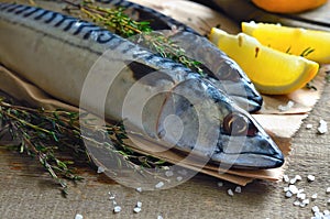 Mackerel