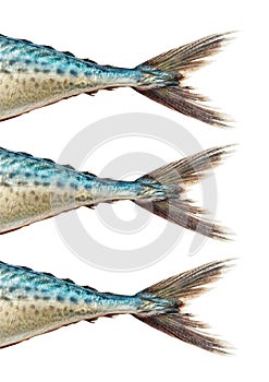 Mackerel on white , with clipping path