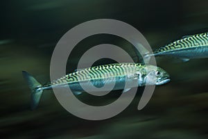 Mackerels