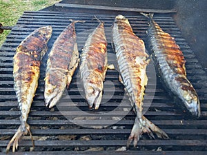 Mackerels on barbeque