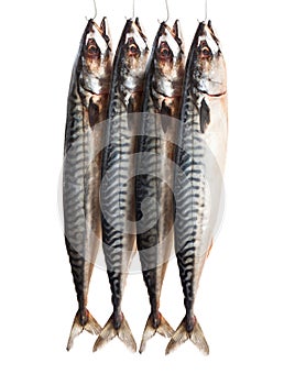 Mackerels on the hook isolated on white