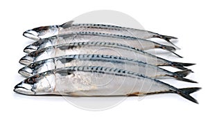 Mackerels isolated on white