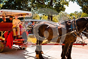 Horse and buggy tours