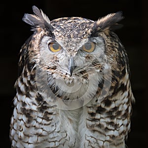 Mackinders eagle owl staring