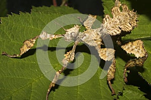 Mackleys Spectre Stick Insect nymph