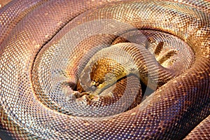 Macklot`s python, snake