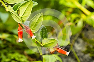 Macleania insignis Flower