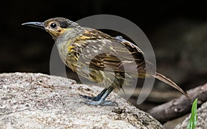 Macleay`s Honeyeater in Australia