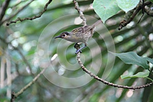 Macleay`s Honeyeater