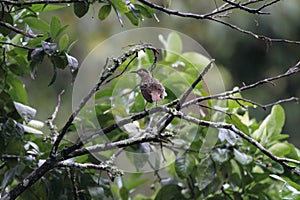 Macleay`s Honeyeater