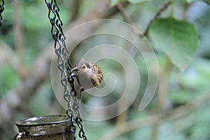 Macleay`s Honeyeater