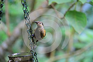 Macleay`s Honeyeater