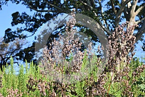 Macleaya cordata Plume poppy fruits seeds