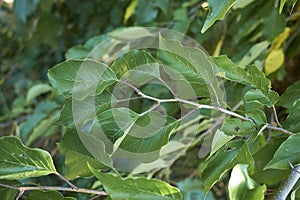 Branch with fruit of Maclura pomifera tree