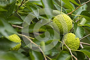 Maclura pomifera fruit or Adam apple growing on tree. Mulberry family (Moraceae) joints sciatica.