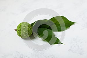 Maclura pomifera fruit with leaves on light background. Side view, selective focus, copy space. Maclura fruit or Adam`s apple