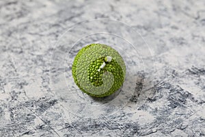 Maclura pomifera fruit on light grey textured background. Maclura fruit or Adam`s apple  used in alternative medicine, in