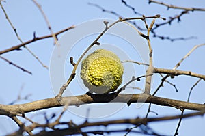 Maclura Pomifera