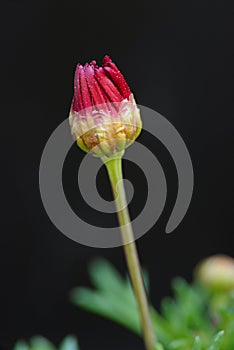 MacMacro of a red daisy flower