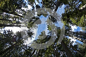 MacMillan Forest, Vancouver Island