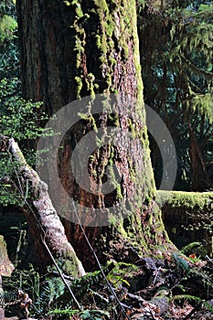 Macmillan Provincial Park with Ancient Douglas Fir in Cathedral Grove, Vancouver Island, British Columbia