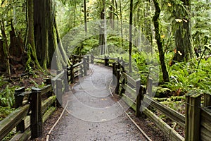 MacMillan Provincial Park Cathedral Grove Vancouver Island