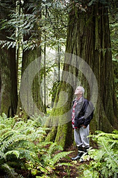 MacMillan Provincial Park Cathedral Grove Vancouver Island