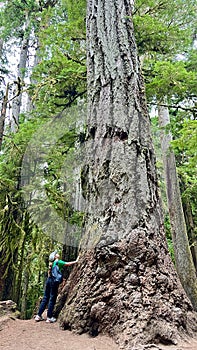 MacMillan Provincial Park A teenage girl stands near a huge tree she travels And she looks at the forest in a green T