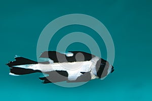 Macolor Snapper Sweetlips