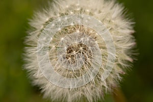 Macor Close Up White Dandelion Weed