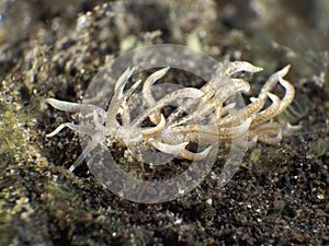 Macphersonaes phyllodesmium