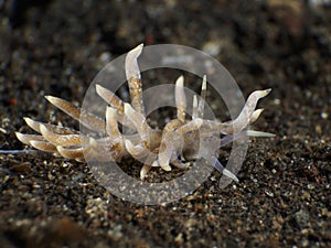 Macphersonaes phyllodesmium