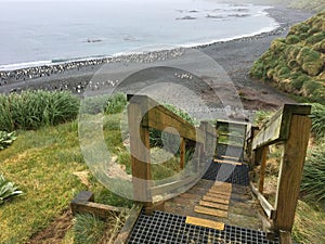 Macquarie island, subantarctic region, Australia