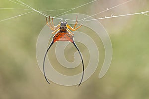 Largo tiempo con cuernos arana 