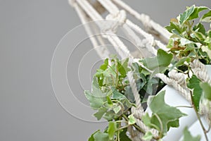 Macrame plant detail