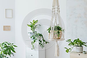 Macrame plant hanger. Concept of bright and cosy home interior.