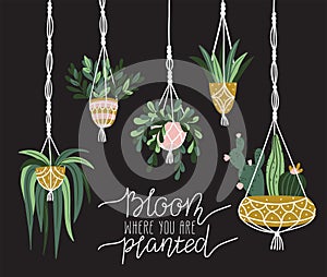 Macrame plant hangers in scandinavian interior. Vector stylish elements design. `Bloom where is you are planted`.