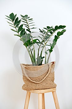 Macrame planter with plant zamiokulkas on a stool against a white wal
