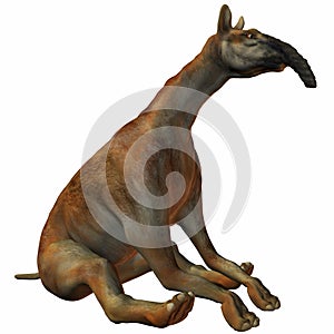 Macrauchenia patachonica