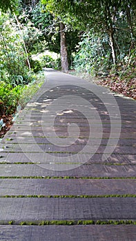 MacRitchie Reservoir