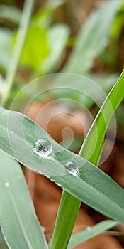 Macro of 2 dew at horizontal leaf at public park in the morning