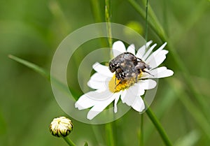 Macro of 2 white spotted rose beetles oxythyrea funesta mating on a daisy leucanthemum blossom with blurred bokeh background