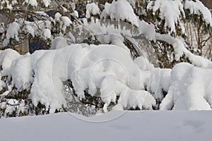 Macro abstract art texture of heavy snow blanketing an evergreen spruce tree after a blizzard