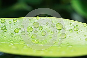 Macro abstract art, water drop, water droplets close up on leaves in rainy season,