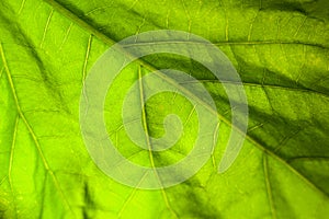Macro abstract background of bright green leaf with veins.