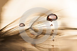 Macro, abstract composition with colorful water drops on dandelion seeds