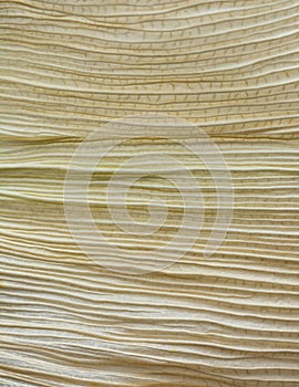 Macro abstract of dried corn leaf, background